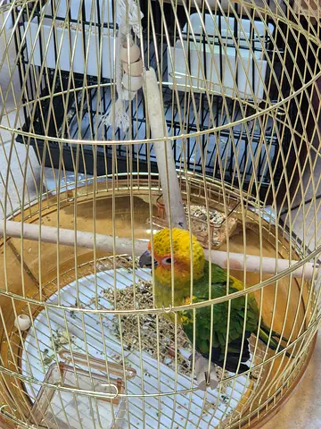 Beautiful Sun Conure