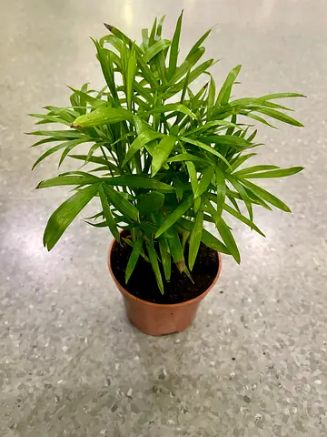Chamaedorea (9cm small)