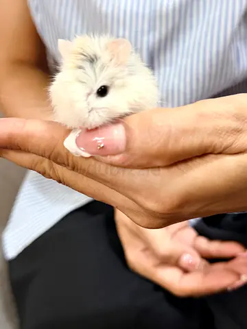 Roborovski dwarf hamster on free adoption