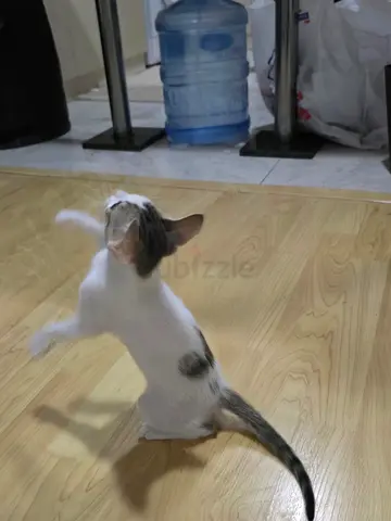 Female Kitten is up for Free adoption.