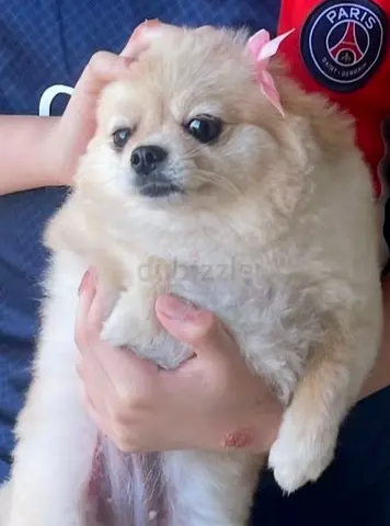 Lost my pomeranian dog - Khawaneej1