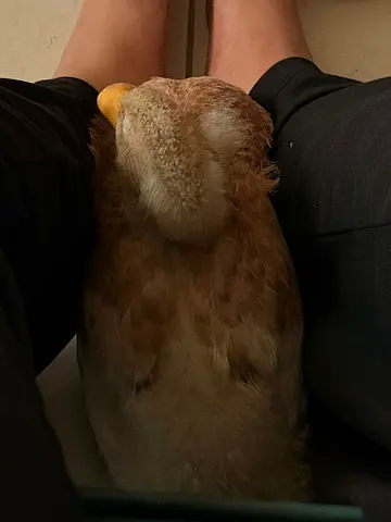 Duck for Adoption
