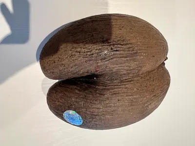 Authentic Seychelles Coco de Mer (Sea Coconut) – Certified Original