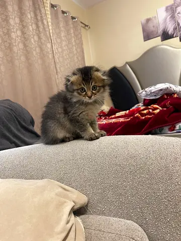 Pet for adoption