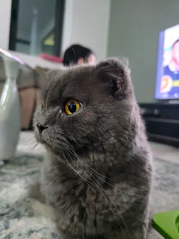 Grey fluffy Scottish fold Cat looking for new home