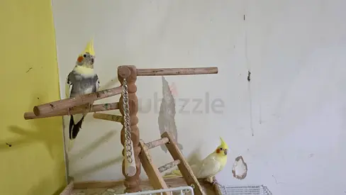 Cockatiel pair