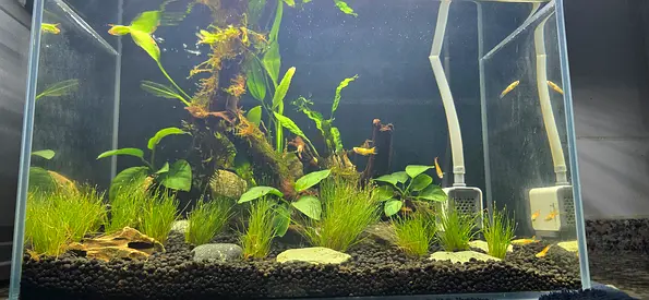 Planted 40cm Aquarium tank with plants and endler guppy fish - ready setup