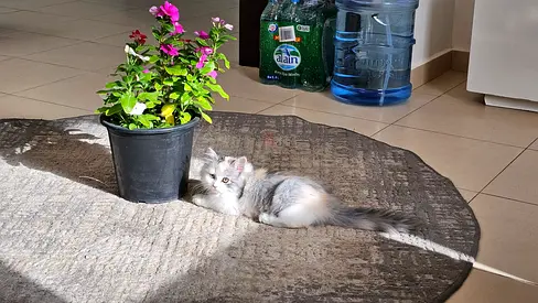 Young longhair cat looking for new home — friendly indoor kitten