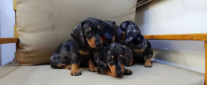 Dachshund puppies