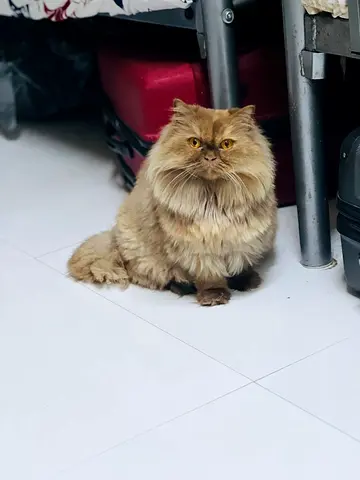 Beautiful Long-Haired Persian Cat for Free Adoption