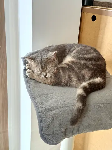 Adorable cat for free adoption