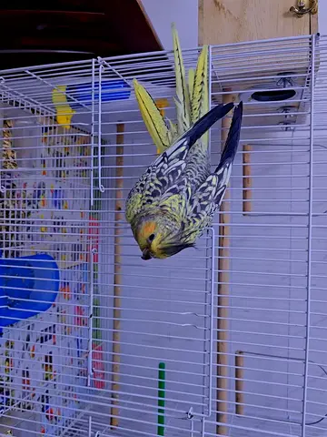 Cockatiel Yellow Female Mother Bird with 2 Chicks( black/yellow color) Cage + Nest