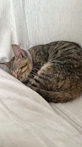 cute cat for adoption