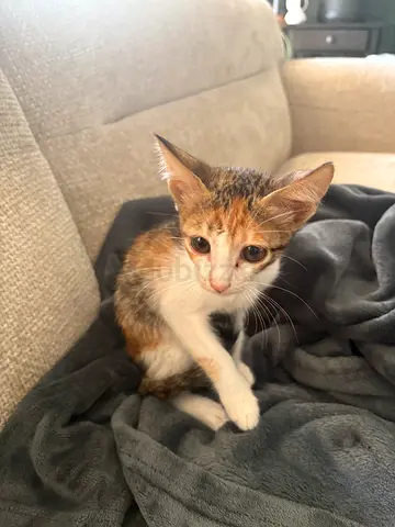 Young female calico kitten, friendly and playful (approx. 2-3 months) FREE