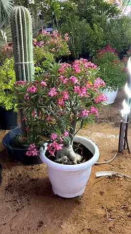 Adenium (Desert Rose) in White Pot - Blooming Indoor/Outdoor Plant