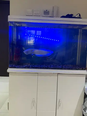 Aquarium tank with cabinet 80 cm