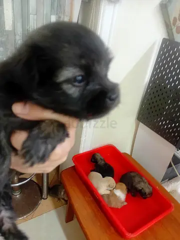 Nice Puppies for Adoption