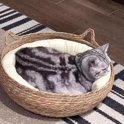 Pets bed, cat bed