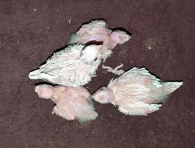Coktail babies