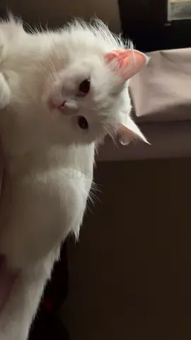 White long-haired cat, friendly adult female - rehoming