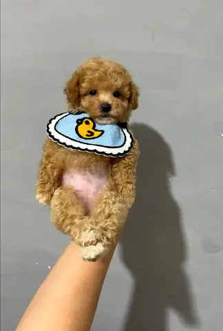 Toy poodle puppy