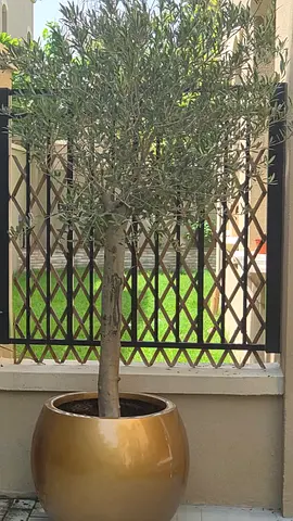 Olive tree in large decorative pot - ready to move