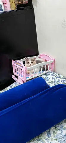 Kitten