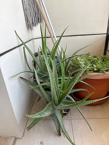 Plant