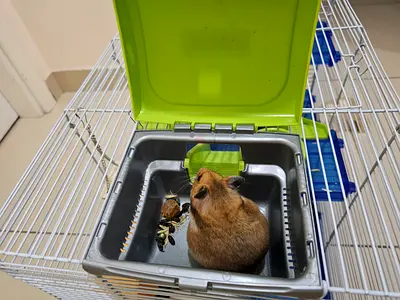 Small multi-level hamster cage with accessories with three female hamsters