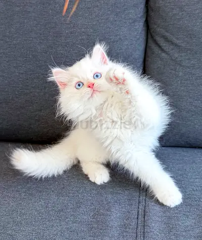 Adorable Pure Persian kitten