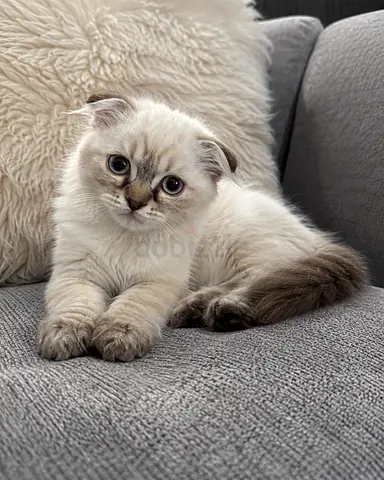Ragdoll/Scottish mix kitten