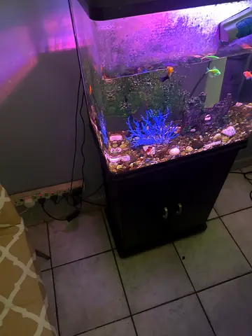 Fish aquarium