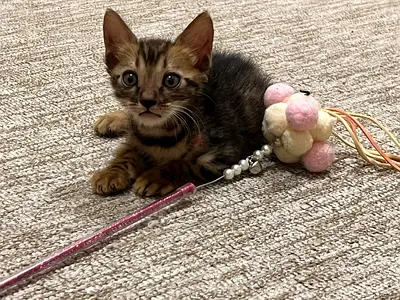 Hi! Will you take me home? Im in need of a forever home