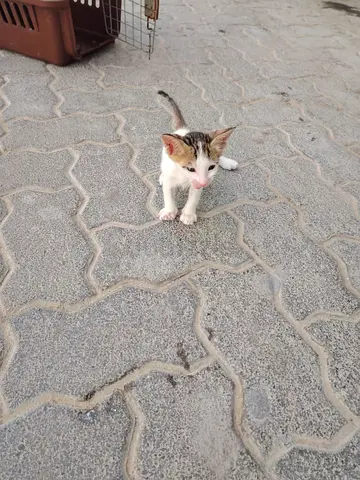STREET CAT FOR ADOPT - TWO MONTH OLD