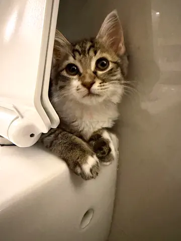 Friendly tabby kitten looking for a new home - approx. 3 months