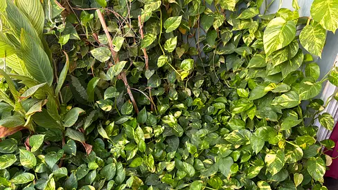 Extra large leave money plant (Pothos)