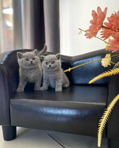 Two British Shorthair Kittens - 8 Weeks Old, Blue/Grey