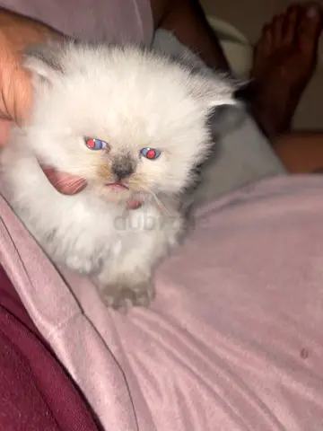 British Longhair mixed with Persian