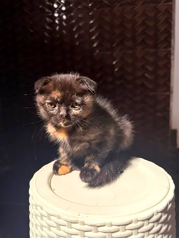 kittens