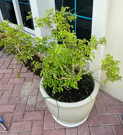 Large Decorative Potted Plants – Healthy  Well Established