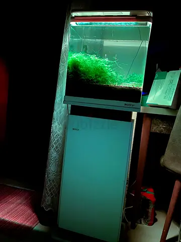 Aquarium BOYU (Shrimp Tank) with Different Mosses and 300+ Shrimps for Sale