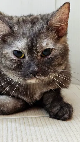 Free cat adoption