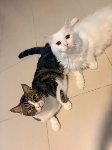 Cats for free adoption