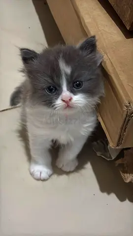 Adorable Pure Persian Chánchilla 4 weeks kittens looking for a loving home