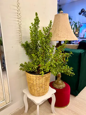 Large Jade (Crassula) Succulent in Woven Basket - Indoor Plant
