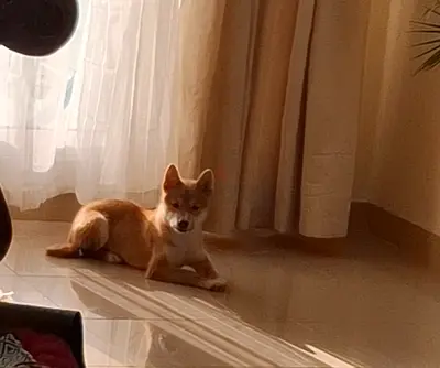 Shiba Inu breed puppy for adoption