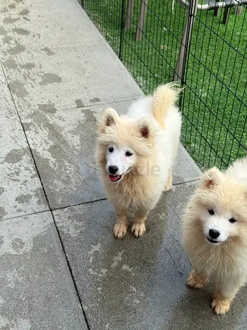 Samoyed Puppies | Passport Pedigree Included