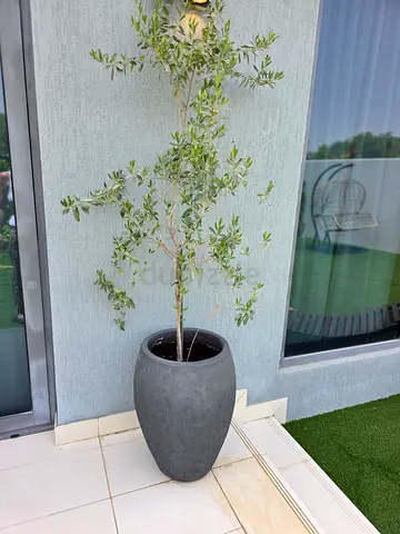 Tall outdoor potted olive tree in grey planter - ready for balcony/garden