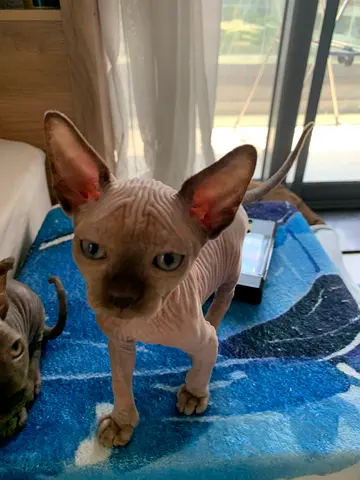 قط فرعوني sphynx kitten