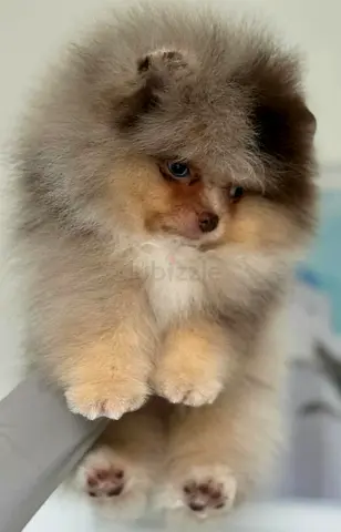 Fluffy Mini Pomeranian puppies